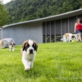 Un chiot Saint-Bernard joue dans le parc lors de l'inauguration officielle du nouveau Barryland à Martigny